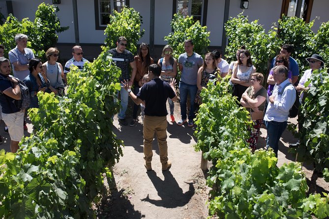 Santa Rita Winery Selection Tour - Getting To Santa Rita: A Short Trip That Still Feels Like a Getaway