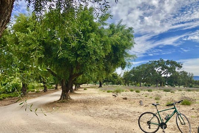 Santa Ynez Valley Biking and Wine Tasting Tour - Lavender Opening Stop: Lavender Oil and Old Spanish Days Olives