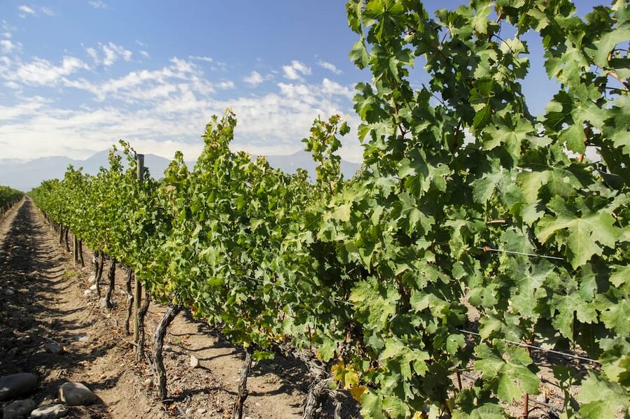 Santiago: Concha y Toro and Undurraga Vineyards Tour - FAQ