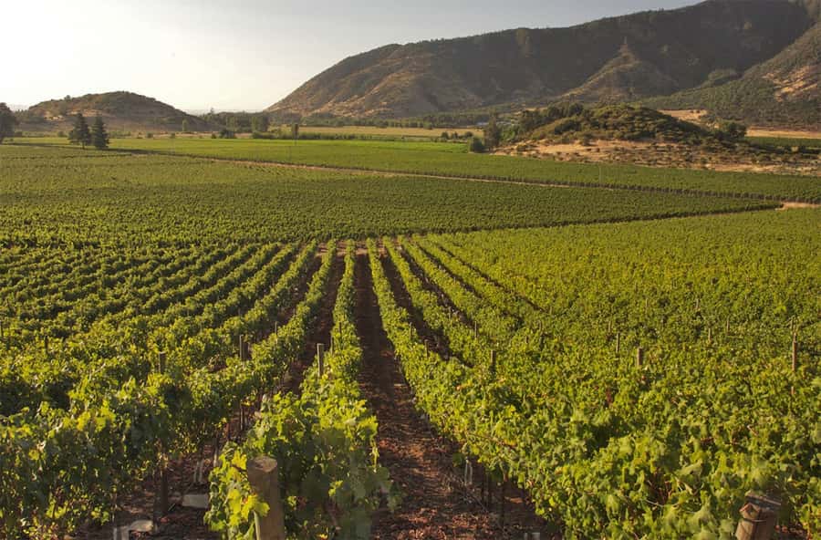 Santiago: Concha y Toro and Undurraga Vineyards Tour - Maipo Valley in 4 Hours: how this tour stays efficient