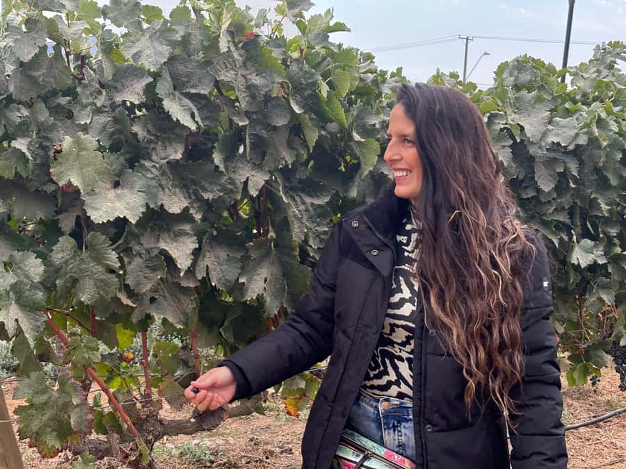 Santiago: Maipo Valley Wine Tasting Tour with 4 Vineyards - Stop 1: Campo La Quirinca in the hills, with alpacas and pisco