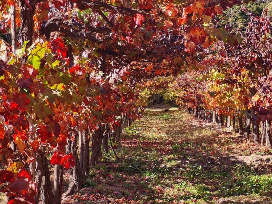 Santiago: Maipo Valley Wine Tasting Tour with 4 Vineyards - How many wines you’ll taste—and how to pace yourself