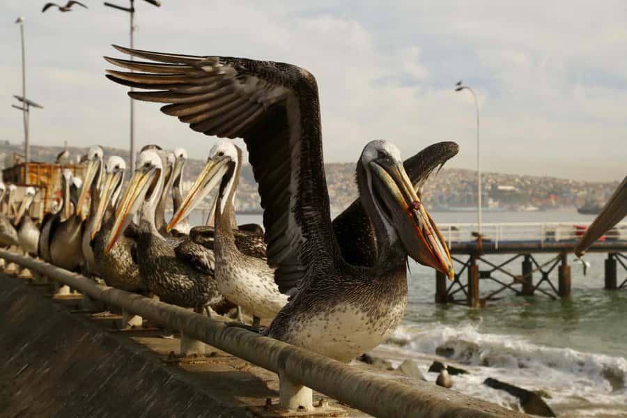 Santiago: Viña del Mar, Valparaiso, with Wine Tasting - Valparaíso’s Hills: The Walk That Makes the City Click