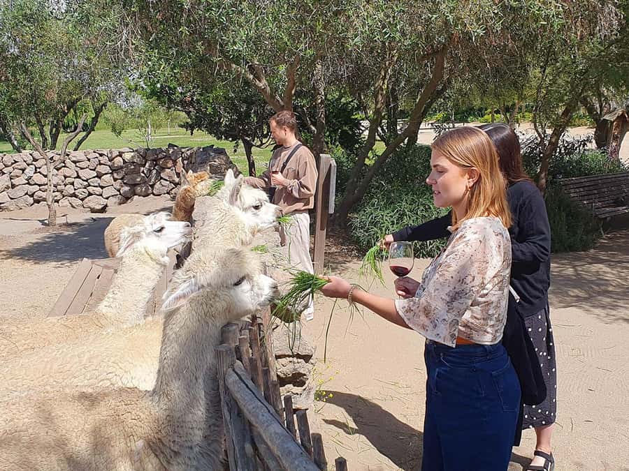Santiago: World-class Wines, Visit to 4 Vineyards and Tanino - Casas del Bosque and Tanino lunch: where the day turns into a sit-down