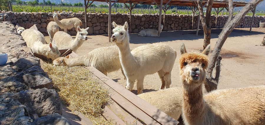 Santiago: World-class Wines, Visit to 4 Vineyards and Tanino - How to make the day work: what to bring and how to taste smarter
