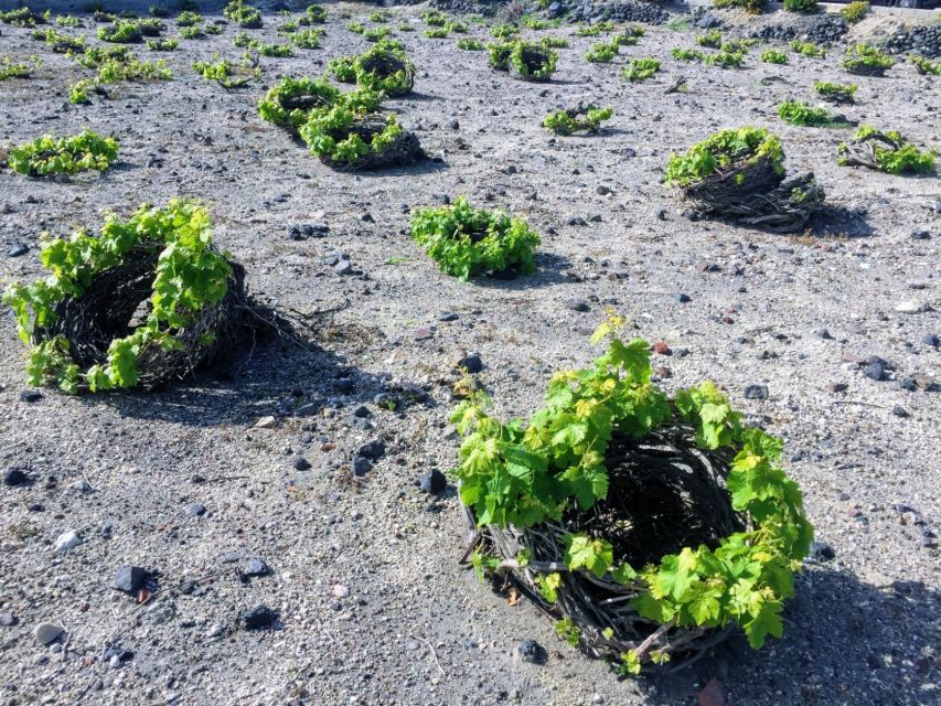 Santorini: Guided Tour to 3 Wineries with Wine Tastings - Argyros Estate: the classic Santorini stop with big views and guided touring