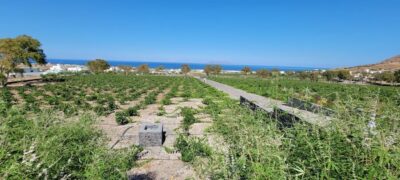 Santorini: Three Wineries and One Brewery Tour with Tastings - Art Space Winery in Exo Gonia: art, underground cellars, and a slow tasting pace
