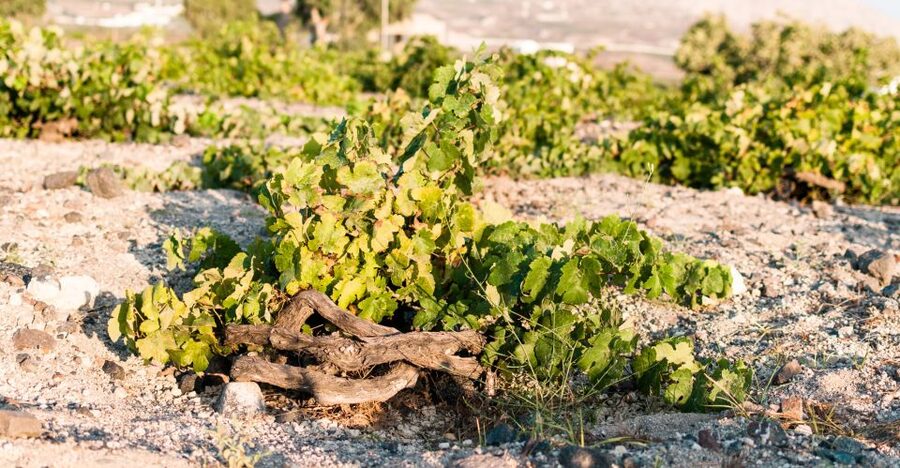Santorini: Three Wineries and One Brewery Tour with Tastings - How the 12 wine tastings and 3 beers fit together (so you don’t lose your palate)