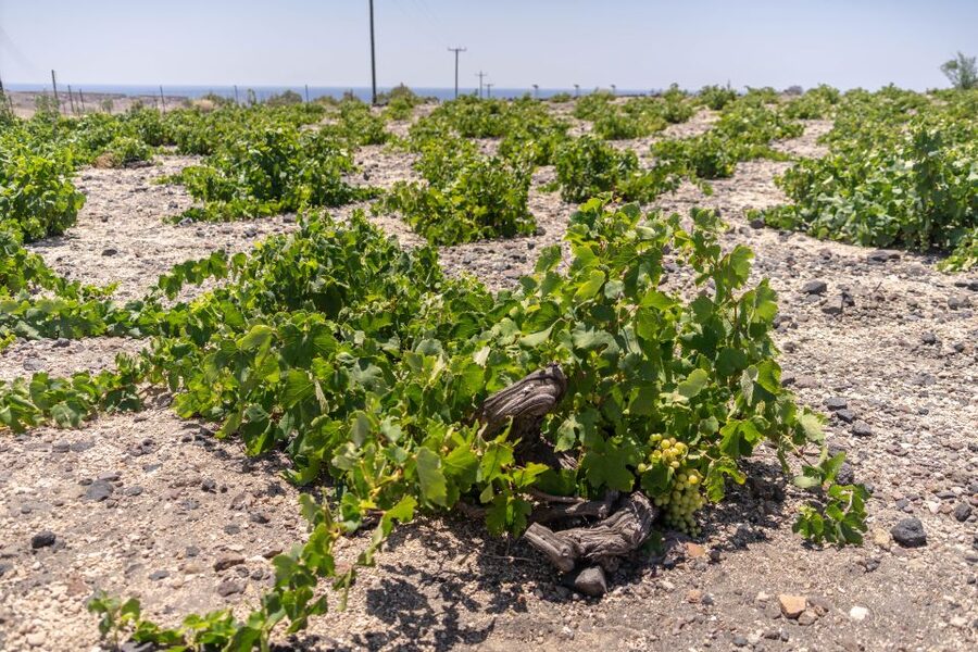 Santorini: Three Wineries and One Brewery Tour with Tastings - Pickup, drop-off, and time management from Fira to Oia