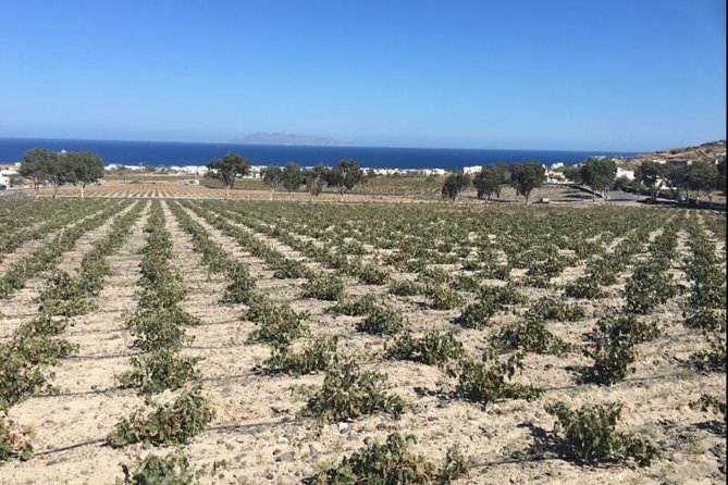 Santorini Wine Adventure with 12 Wine Tastings, Tapas and Sunset - The day tour route: Argyros, Santo Wines, and Sigalas (plus what changes)