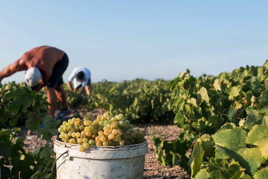 Santorini Wine Roads: Tour of 3 Wineries with a Sommelier - The Vineyard Pull-Over: Seeing the Kouloura Method in Real Life