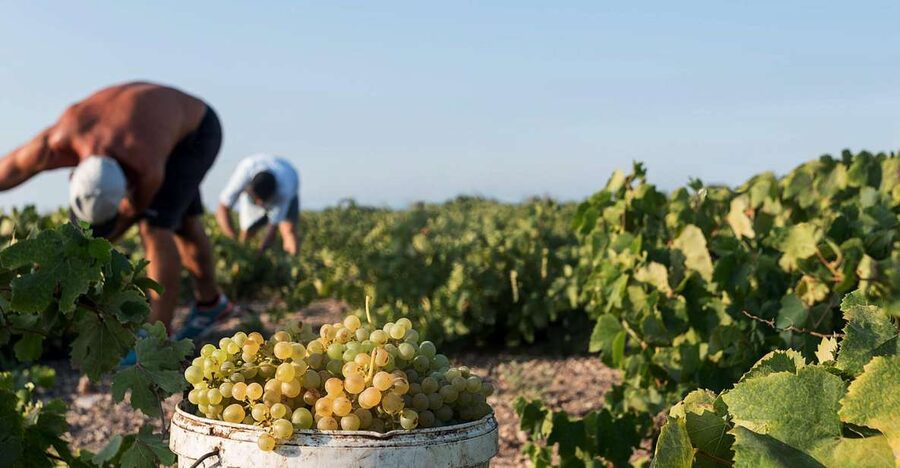 Santorini Wine Roads: Tour of 3 Wineries with a Sommelier - Stop 2: Distinct Volcanic Wine Tasting with Pairing