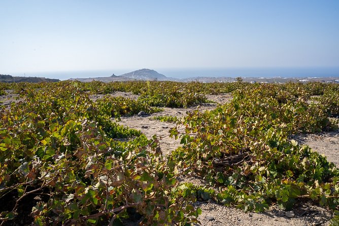 Santorini Wine Roads Tour with Wine Tastings Morning & Sunset - Key highlights I’d plan around