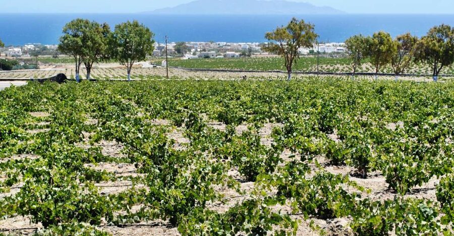 Santorini: Wine Tasting Tour & Sunset Viewing - What you’ll actually taste: Assyrtiko, Nyceti, and Vinsanto