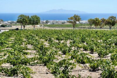 Santorini: Wine Tasting Tour & Sunset Viewing - Three wineries that show different sides of Santorini wine