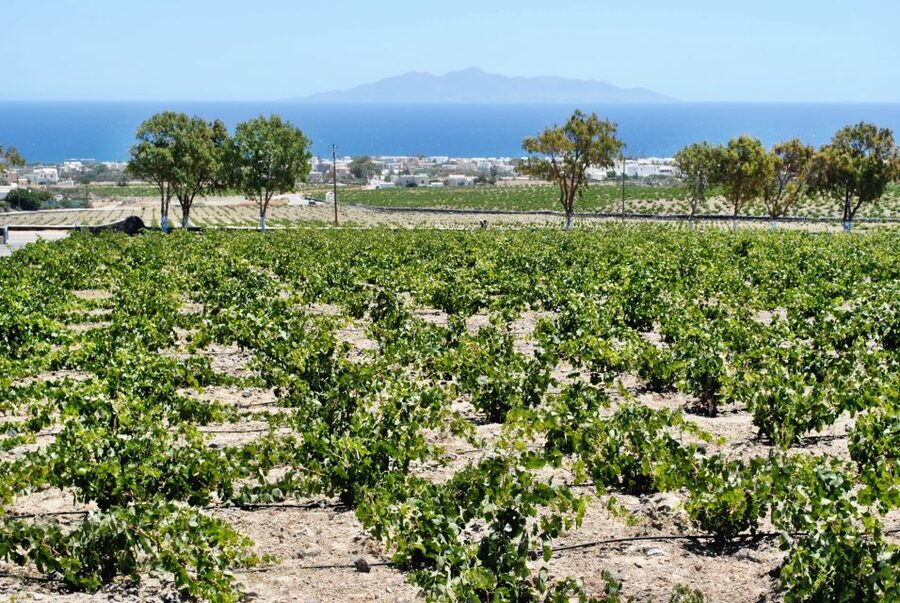 Santorini: Wine Tasting Tour & Sunset Viewing - Three wineries that show different sides of Santorini wine