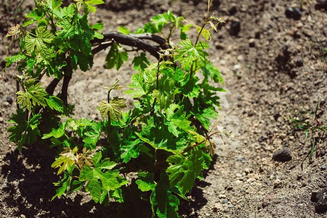 Santorini: Wine Tour with Sunset in Oia - Stop 2: volcanic wines and a real sense of variety