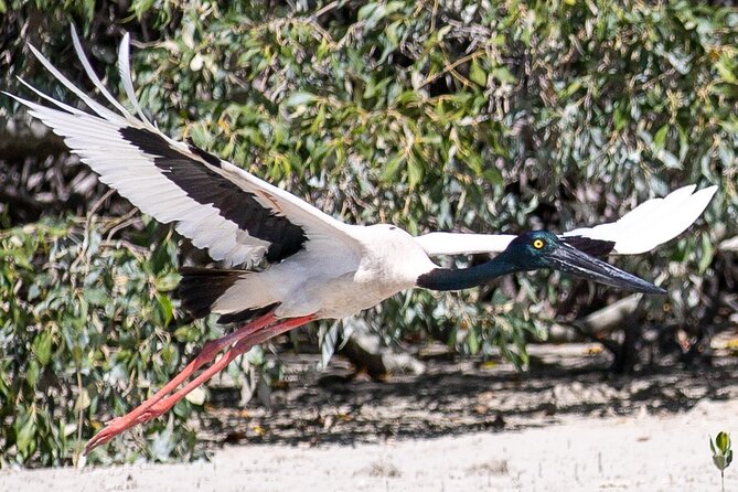 SCENIC AND PREHISTORIC CRUISE - Sparkling Wine & Gourmet Platters - Dampier Creek cruise with sparkling wine and gourmet platters