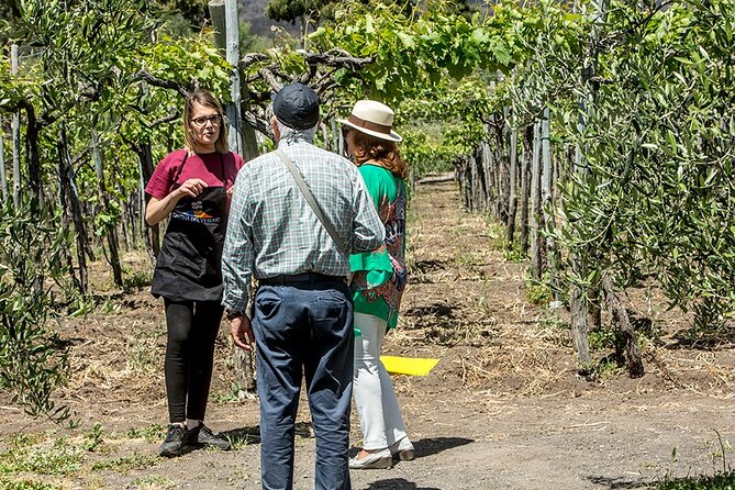 Scenic Wine Tasting & Lunch on the Slopes of Vesuvius from Naples - Vineyard Walk on the Slopes: What You’ll Actually Do Outdoors