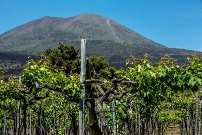 Scenic Wine Tasting & Lunch on the Slopes of Vesuvius from Naples - Price and Inclusions: Is $108.84 Good Value?