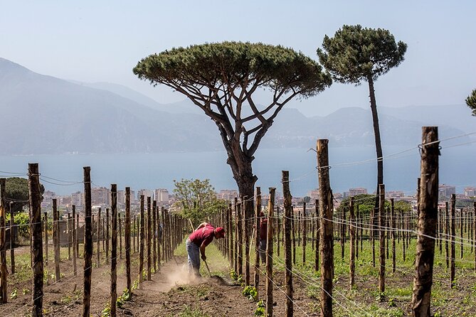 Scenic Wine Tasting & Lunch on the Slopes of Vesuvius from Naples - The Wine Tasting You’ll Taste: Falanghina, Lacryma Christi, Aglianico