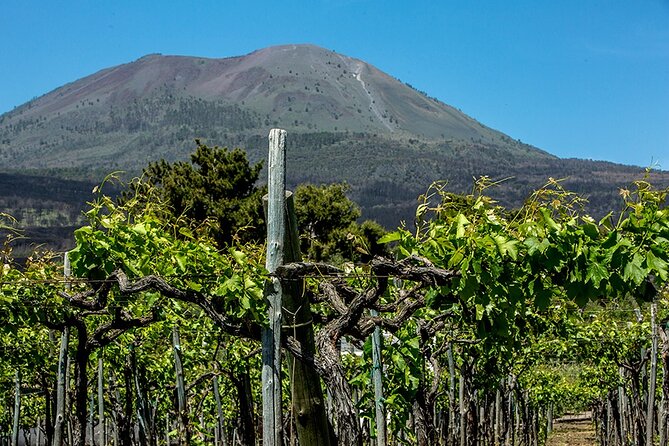 Scenic Wine Tasting & Lunch on the Slopes of Vesuvius from Naples - Price and Inclusions: Is $108.84 Good Value?