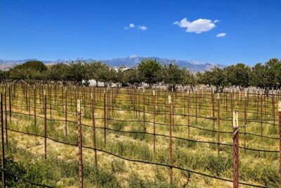 Scenic Wine Tasting Tour from Las Vegas with Food - Vegas to Pahrump in 5 hours: the desert drive that actually counts