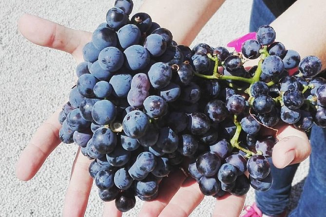 Semi-Private Wine Discovery Tour in Chania - The tasting menu: 11 wines plus Cretan snacks that do more than fill space