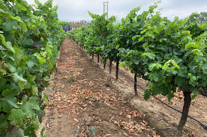 Setúbal Wine Tour with Visit and Tasting at 2 Wineries - Setúbal wine country, within easy reach of Lisbon