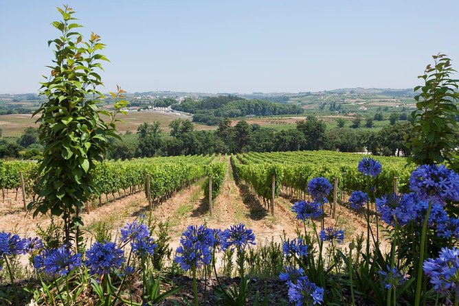 Setúbal Wine Tour with Visit and Tasting at 2 Wineries - Farm Catralvos as the alternative stop: keep your schedule flexible
