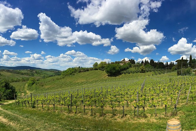 Siena: A Wine Tour and Tasting Experience - Stop 3 tasting four organic wines: how to use eyes, nose, and palate