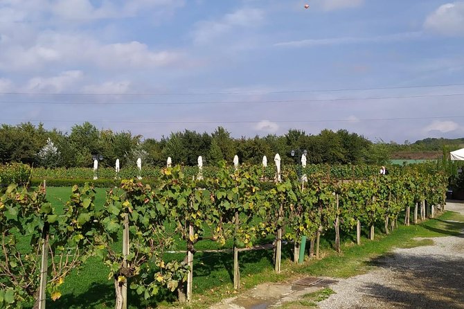 Siena and San Gimignano from Rome: Wine Tasting Tour in Tuscany - Tenuta Torciano: Wine Tasting, Local Products, and Lunch With Real Flavor