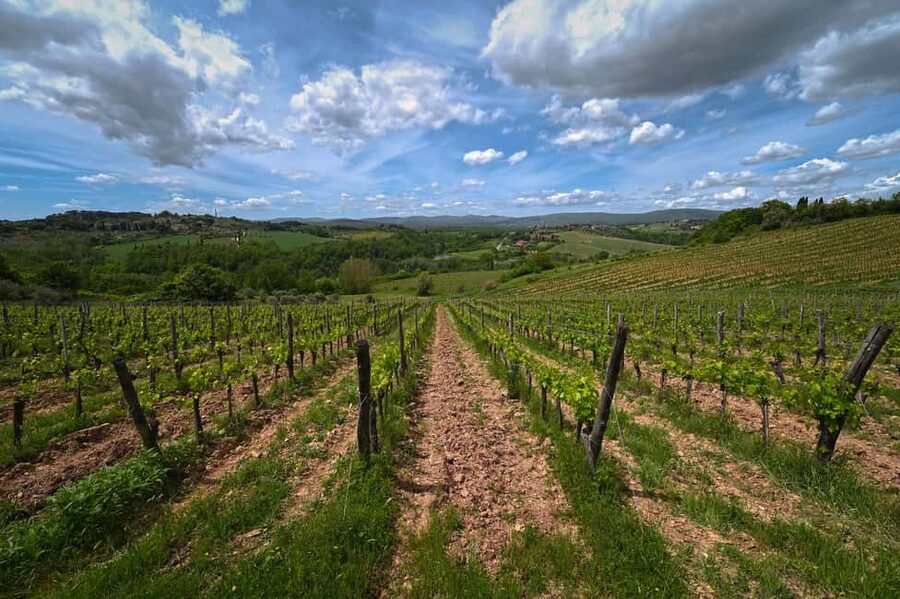 Siena: Educational Wine Tour & Tasting - The tasting room: sensory tasting of 4 organic wines