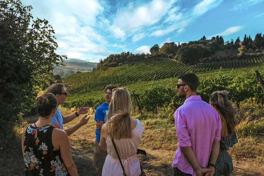 Siena: Organic Winery Tour and Wine Tasting - Inside the cellar: how fermentation and oak shape what you taste