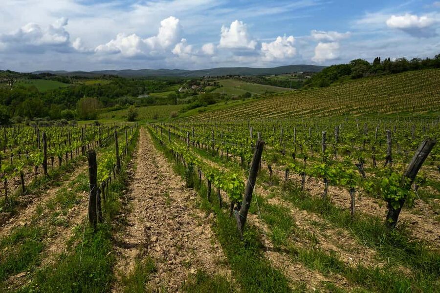 Siena: Organic Winery Tour and Wine Tasting - The guide factor: why names like Maia, Gianluigi, and Nadia show up