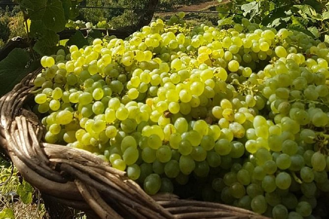 Signature Wine Tastings, Skywalk, Nature 4x4 Open Roof Expedition - Camara de Lobos and the Madeira Wine Lodge: village texture plus wine atmosphere