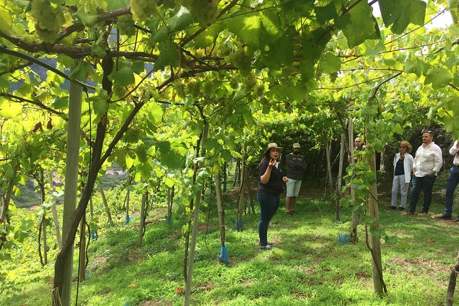 Signature Wine Tastings, Skywalk, Nature 4x4 Open Roof Expedition - How the 7.5-hour day flows (and where you might feel rushed)