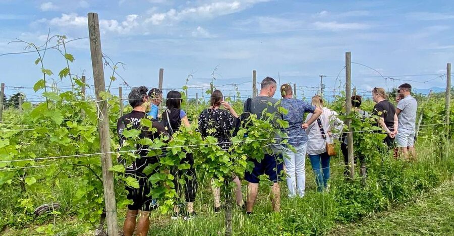 Sirmione: Vineyard Tour with Lugana Wines and Local Tastings - Key things you’ll notice right away