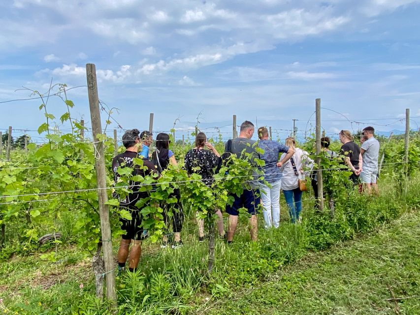 Sirmione: Vineyard Tour with Lugana Wines and Local Tastings - From vines to philosophy: what happens before the tasting