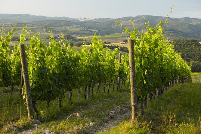 Small-Group Chianti Trip with Wine Tasting from Siena - Small group dynamics: why eight people matters more than you think