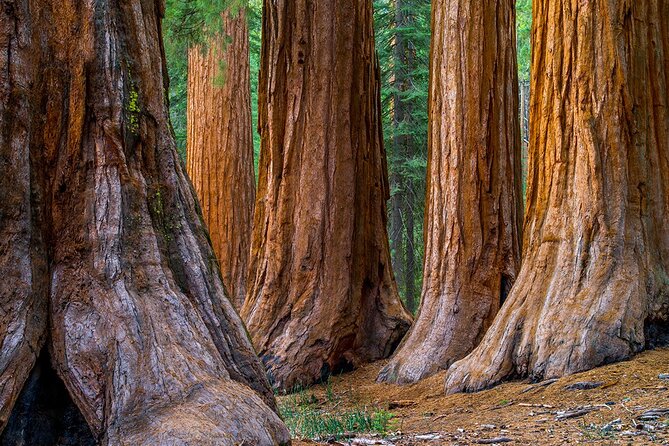 Small-Group Giant Redwoods and Russian River Wine Country Trip - Why This Redwood-and-Wine Day Works So Well From San Francisco