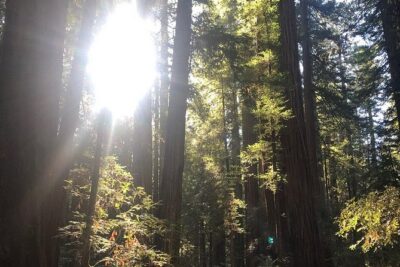 Small-Group Giant Redwoods and Russian River Wine Country Trip - Morning Start at the Golden Gate Bridge: Photos and Timing