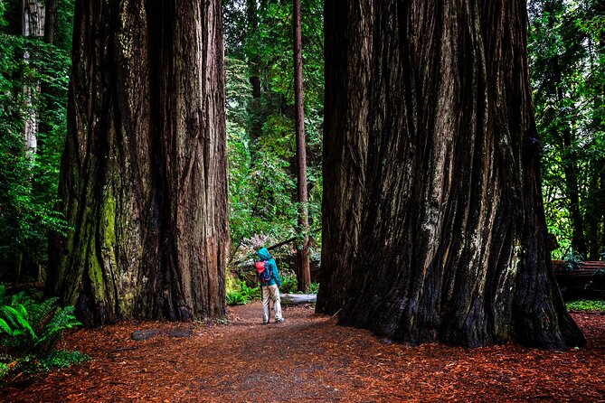 Small-Group Giant Redwoods and Russian River Wine Country Trip - Hook and Ladder Winery and Its Vineyard Picnic Lunch