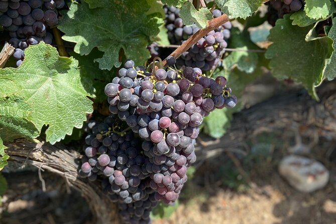 Small Group Guided E-bike Tour in Nice's Organic Vineyard - E-bike coaching from Marion or Juan: confidence on real roads