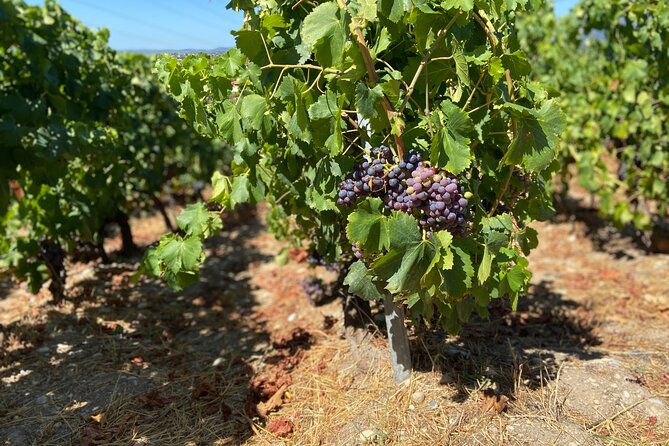 Small Group Guided E-bike Tour in Nice's Organic Vineyard - The fig-tree picnic with sea views: bring your lunch mindset