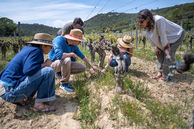 Small-Group Half-Day Languedoc Pic Saint-Loup Wine Tour from Montpellier - Van comfort and hearing the story: small group is good, tight space is real