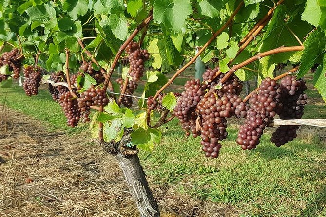 Small-Group Kumeu Wine Country Tour with Wine Tastings & Lunch - Key things to know before you go