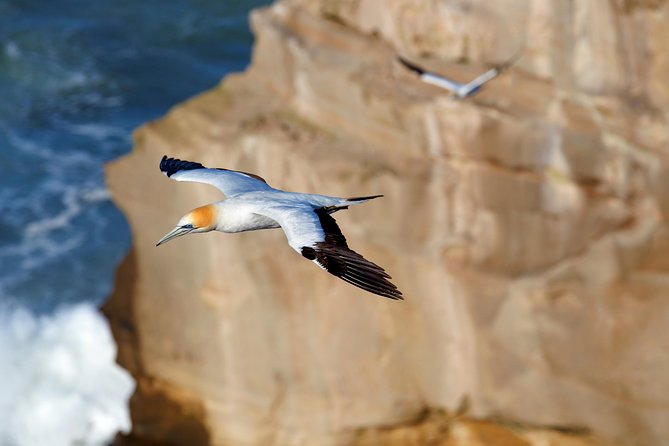 Small-Group Kumeu Wine Country Tour with Wine Tastings & Lunch - Muriwai Beach: black sand, gannets, and the one stop with walking reality