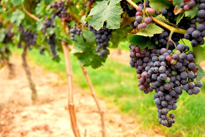 Small Group Napa and Sonoma Full-Day Wine Tour from San Francisco - Golden Gate to Wine Country: The Overall Feel of the Day