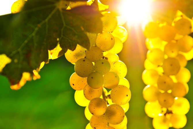 Small Group Napa and Sonoma Full-Day Wine Tour from San Francisco - Group Size and Comfort: Up to 40 People, But You Should Still Plan